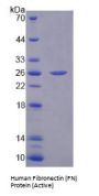Human Fibronectin (FN) Protein (Active)