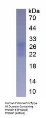 Human Fibronectin Type III Domain Containing Protein 5 (FNDC5) Protein (Active)