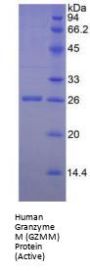 Human Granzyme M (GZMM) Protein (Active)