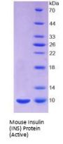 Mouse Insulin (INS) Protein (Active)