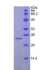 Mouse Leukocyte Surface Antigen CD47 (CD47) Protein (Active)