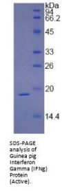 Guinea pig Interferon Gamma (IFNg) Protein (Active)