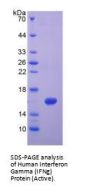 Human Interferon Gamma (IFNg) Protein (Active)