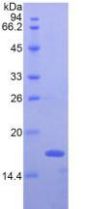 Rat Interferon Gamma (IFNg) Protein (Active)