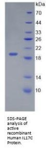 Human Interleukin 17C (IL17C) Protein (Active)