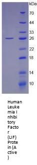 Human Leukemia Inhibitory Factor (LIF) Protein (Active)