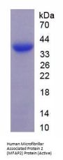 Human Microfibrillar Associated Protein 2 (MFAP2) Protein (Active)