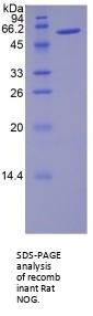 Rat Noggin (NOG) Protein (Active)