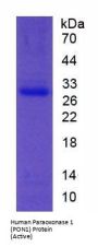 Human Paraoxonase 1 (PON1) Protein (Active)