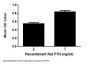 Rat Parathyroid Hormone (PTH) Protein (Active)