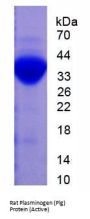 Rat Plasminogen (PLG) Protein (Active)