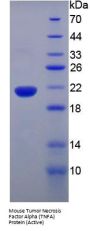 Mouse Tumor Necrosis Factor (TNF) Protein (Active)