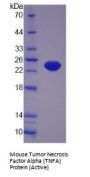 Mouse Tumor Necrosis Factor (TNF) Protein (Active)