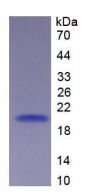 Human Tumor Necrosis Factor Receptor Superfamily, Member 7 (TNFRSF7) Protein (Active)