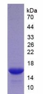 Human Tumor Necrosis Factor Receptor Superfamily Member 9 / CD137 (TNFRSF9) Protein (Active)