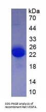 Rat Vascular Endothelial Growth Factor A (VEGFA) Protein (Active)