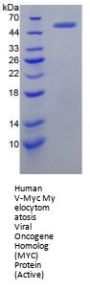 Human V-Myc Myelocytomatosis Viral Oncogene Homolog (MYC) Protein (Active)