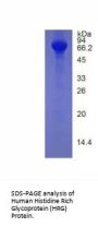Human Histidine Rich Glycoprotein (HRG) Protein