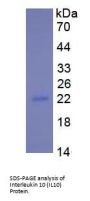 Mouse Interleukin 10 (IL10) Protein
