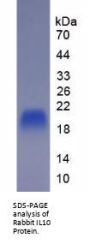 Rabbit Interleukin 10 (IL10) Protein