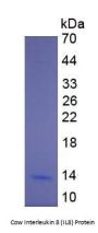 Cow Interleukin 8 (IL8) Protein