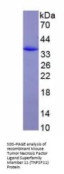 Mouse Tumor Necrosis Factor Ligand Superfamily Member 11 (TNFSF11) Protein