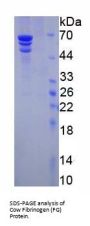 Cow Fibrinogen (FG) Protein