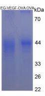 Mouse Prokineticin 1 / EGVEGF (PROK1) Peptide (OVA)