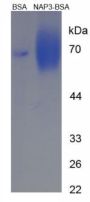 Rat Growth-Regulated Alpha Protein / GROA (CXCL1) Peptide (BSA)