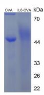 Goat Interleukin 6 (IL6) Peptide (OVA)