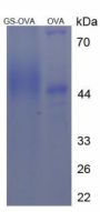 Human Gelsolin (GSN) Peptide (OVA)