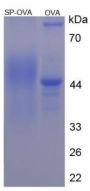 Substance P (SP) Peptide (OVA)
