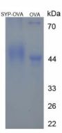 Human Synaptophysin (SYP) Peptide (OVA)