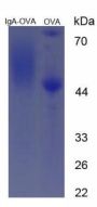 Mouse Immunoglobulin A (IgA) Peptide (OVA)