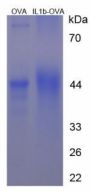 Mouse Interleukin 1 Beta (IL1b) Peptide (OVA)