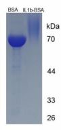 Rat Interleukin 1 Beta (IL1b) Peptide (BSA)