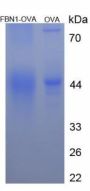 Mouse Fibrillin 1 (FBN1) Peptide (OVA)