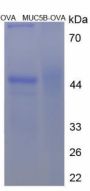Human Mucin-5B (MUC5B) Peptide (OVA)