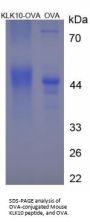 Mouse Kallikrein 10 (KLK10) Peptide (OVA)