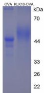 Rat Kallikrein 10 (KLK10) Peptide (OVA)