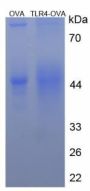 Human Toll Like Receptor 4 (TLR4) Peptide (OVA)