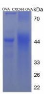 Human Chemokine C-X-C-Motif Receptor 4 (CXCR4) Peptide (OVA)