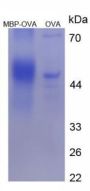Human Bone Marrow Proteoglycan (PRG2) Peptide (OVA)