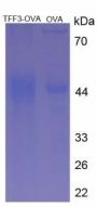 Rat Trefoil Factor 3 (TFF3) Peptide (OVA)
