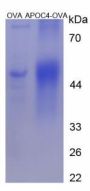 Mouse Apolipoprotein C4 (APOC4) Peptide (OVA)