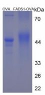 Rat Fatty Acid Desaturase 1 (FADS1) Peptide (OVA)