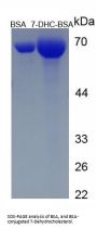 7-Dehydrocholesterol (7-DHC) (BSA)