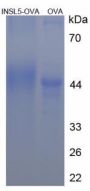 Human Insulin Like Protein 5 (INSL5) Peptide (OVA)