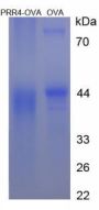 Human Proline Rich Protein 4, Lacrimal (PRR4) Peptide (OVA)