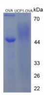 Human Uncoupling Protein 1, Mitochondrial (UCP1) Peptide (OVA)